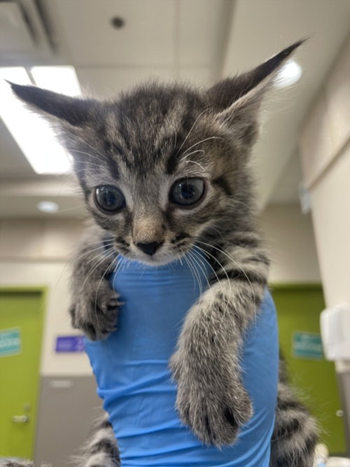*CABBAGE, an adoptable Domestic Short Hair in Las Vegas, NV