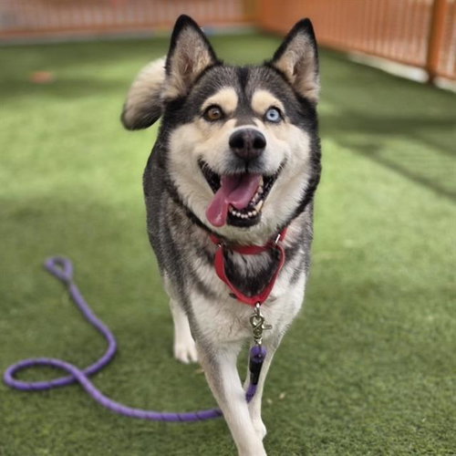 LUNA, an adoptable Siberian Husky in Las Vegas, NV