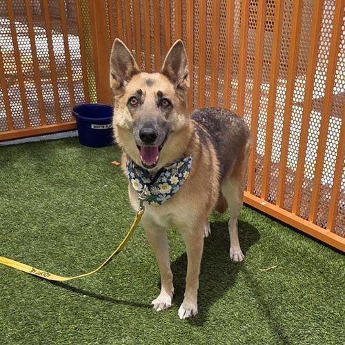 OAKLEY, an adoptable German Shepherd Dog in Las Vegas, NV
