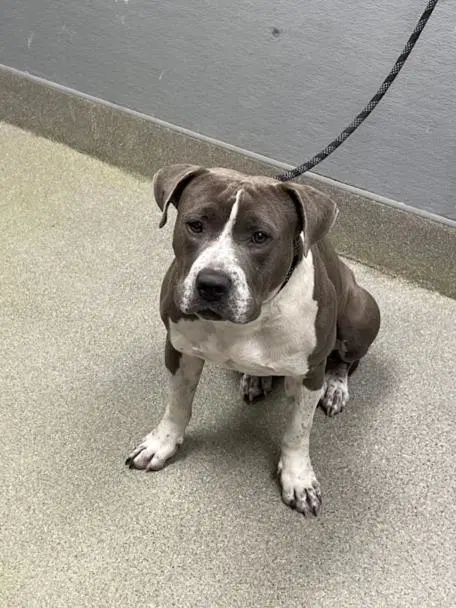 Tom Hank - Pit Bull Terrier