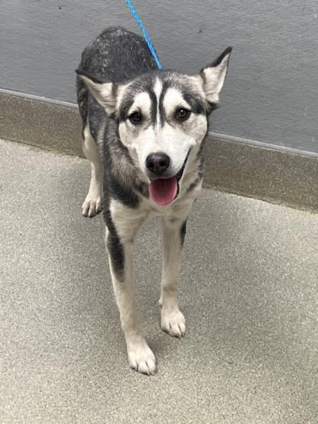DIAMOND, an adoptable Siberian Husky in Las Vegas, NV