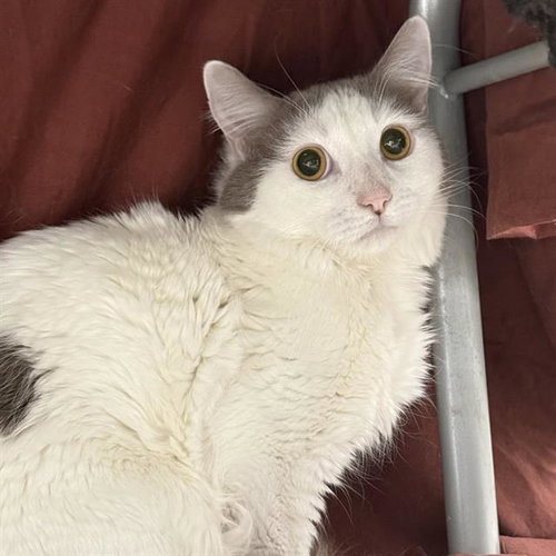 GLENDA(R), an adoptable Domestic Short Hair in Las Vegas, NV