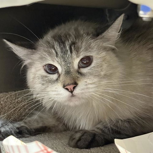 PRINCESS LEIA, an adoptable Domestic Medium Hair in Las Vegas, NV