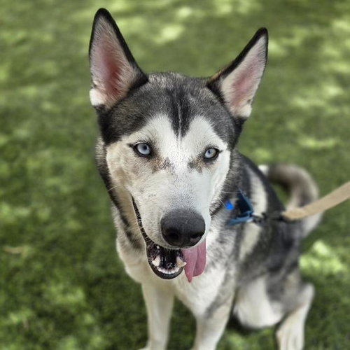 KODA, an adoptable Siberian Husky in Las Vegas, NV