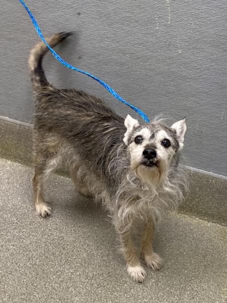 ZULU, an adoptable Terrier in Las Vegas, NV