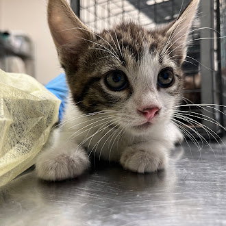 *WHITE CHOC. MOCHA, an adoptable Domestic Short Hair in Las Vegas, NV
