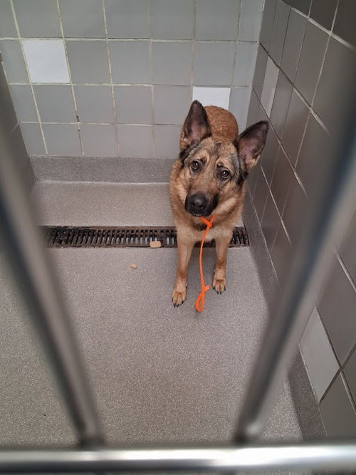 ZEUS, an adoptable German Shepherd Dog in Las Vegas, NV