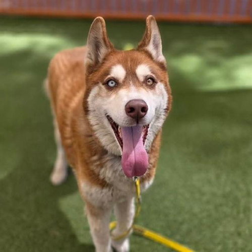 FLASH, an adoptable Siberian Husky in Las Vegas, NV