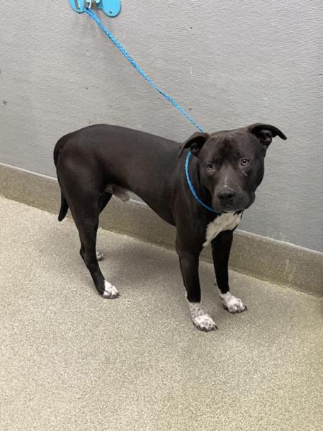 *KANAKS, an adoptable Pit Bull Terrier in Las Vegas, NV
