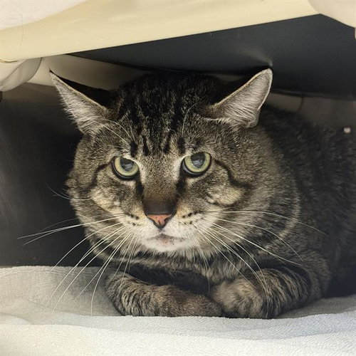 *SUPER MAN, an adoptable Domestic Short Hair in Las Vegas, NV