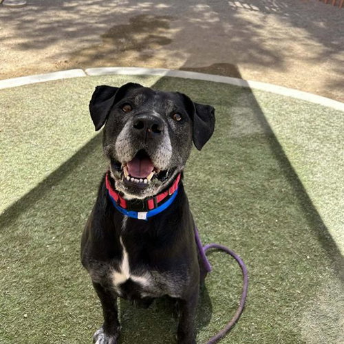 *SALTY, an adoptable Labrador Retriever in Las Vegas, NV