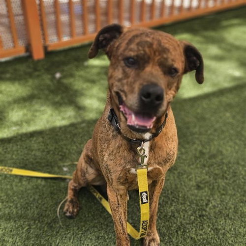 *BUELLER, an adoptable Pit Bull Terrier in Las Vegas, NV