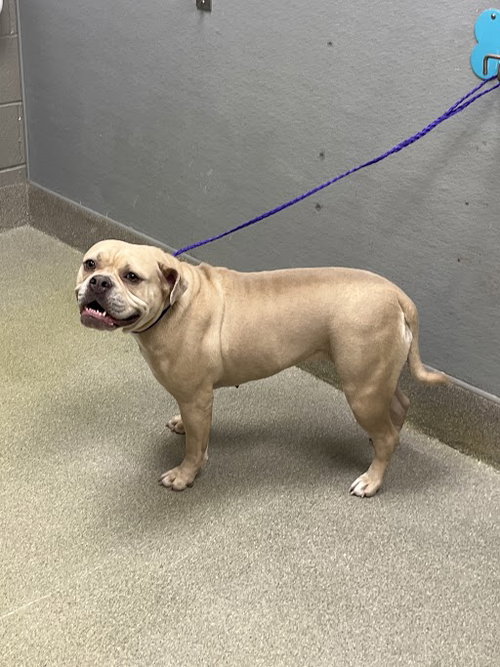 *CASHEW, an adoptable Pit Bull Terrier in Las Vegas, NV