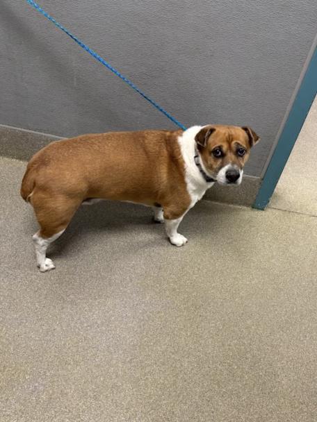 SUGAR PIE, an adoptable Beagle in Las Vegas, NV