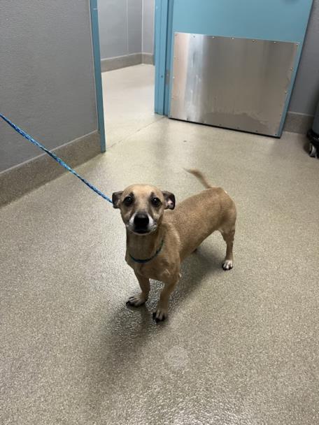 *PING, an adoptable Chihuahua in Las Vegas, NV