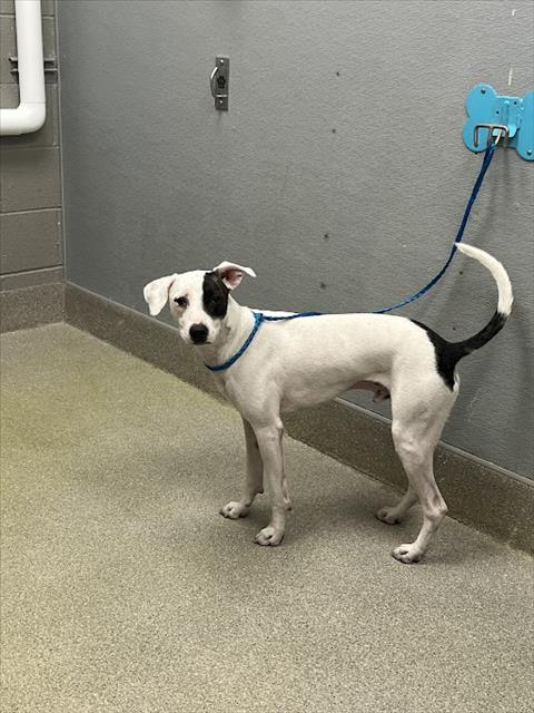 BUBBA, an adoptable Pit Bull Terrier in Las Vegas, NV