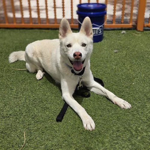 *RIN TIN TIN, an adoptable Husky in Las Vegas, NV