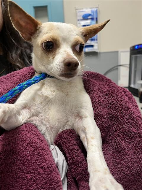 LUNA, an adoptable Chihuahua in Las Vegas, NV