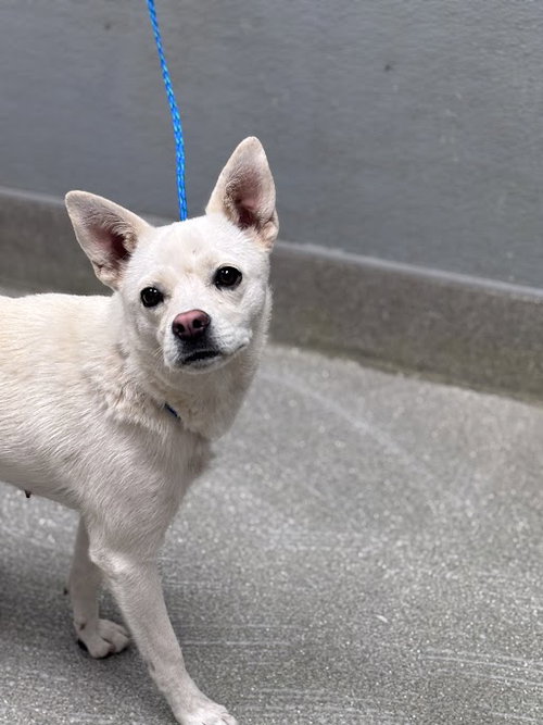 *MAYSILEE, an adoptable Siberian Husky in Las Vegas, NV