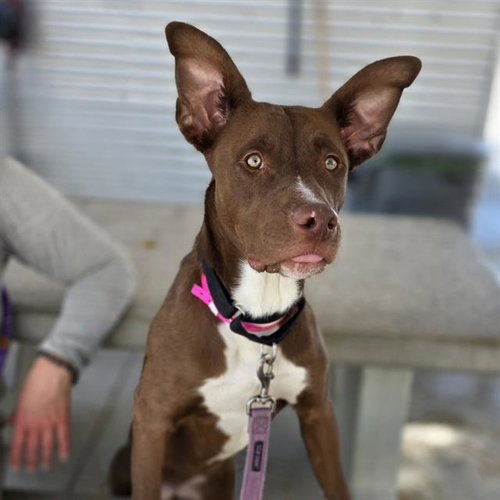 *COCO BEAN, an adoptable Rhodesian Ridgeback in Las Vegas, NV