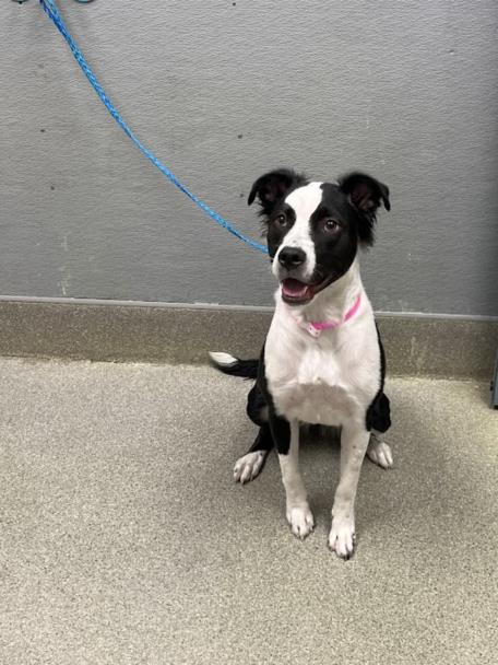 *MAYMAY, an adoptable Pit Bull Terrier in Las Vegas, NV