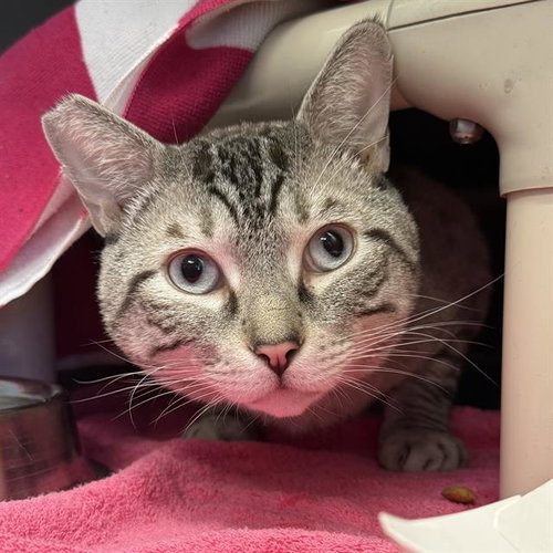 *POOH BEAR, an adoptable Domestic Short Hair in Las Vegas, NV