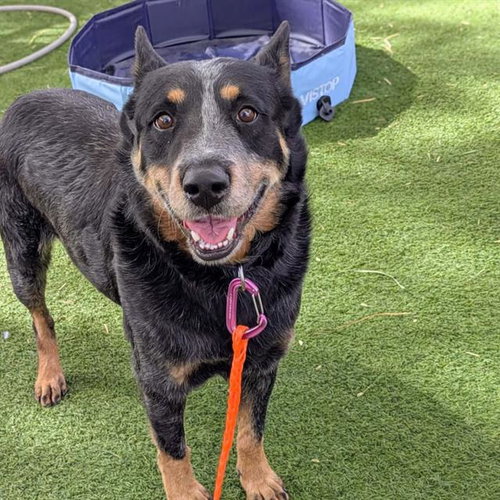 *NELSON, an adoptable Australian Cattle Dog in Las Vegas, NV