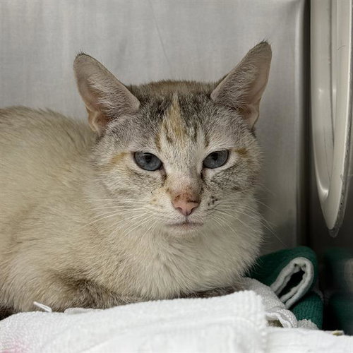 *GRIZABELLA, an adoptable Domestic Short Hair in Las Vegas, NV
