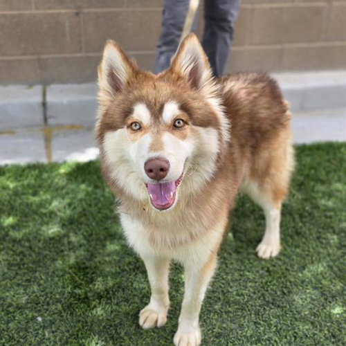 LOKI, an adoptable Siberian Husky in Las Vegas, NV