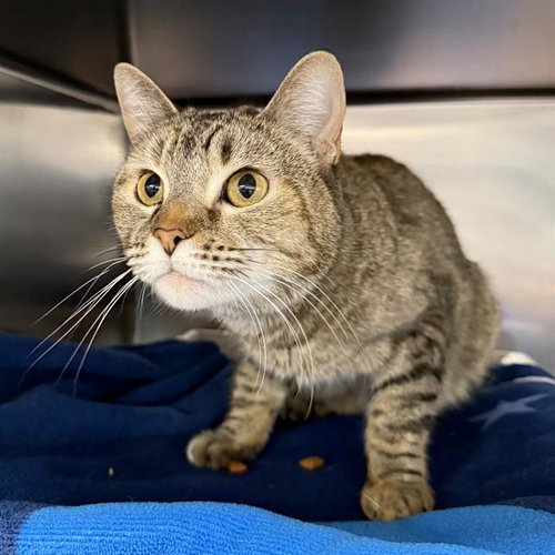 *CHRISTI, an adoptable Domestic Short Hair in Las Vegas, NV