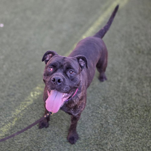 *LUCILLE, an adoptable Mastiff in Las Vegas, NV