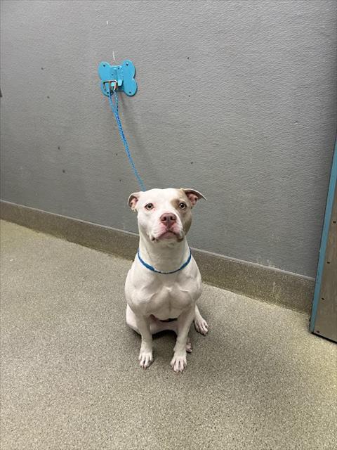 *LILLY, an adoptable Pit Bull Terrier in Las Vegas, NV