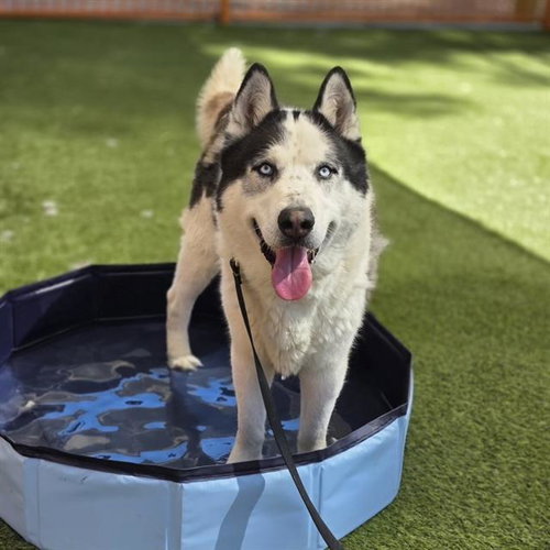 *BRUNO MARS, an adoptable Husky in Las Vegas, NV
