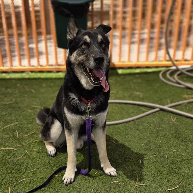 Dumuzid - German Shepherd Dog