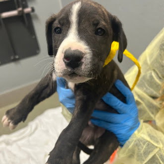 *LEO, an adoptable Pit Bull Terrier in Las Vegas, NV