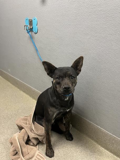 *MCFLY, an adoptable Pit Bull Terrier in Las Vegas, NV