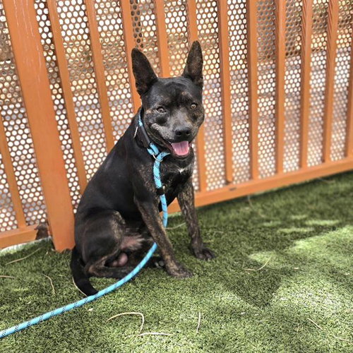 *MCFLY, an adoptable Pit Bull Terrier in Las Vegas, NV