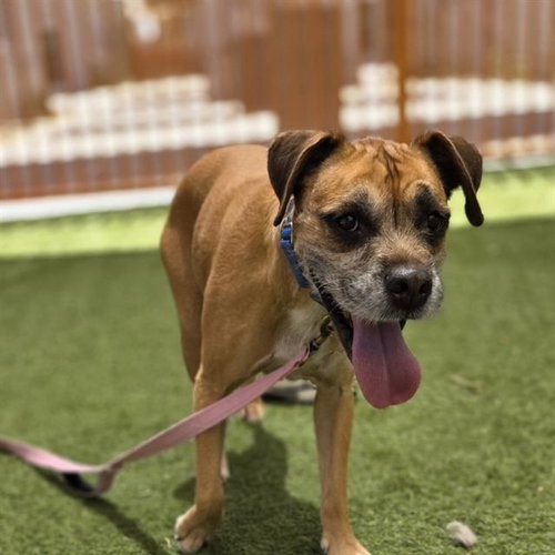 MAXWELL, an adoptable Terrier in Las Vegas, NV