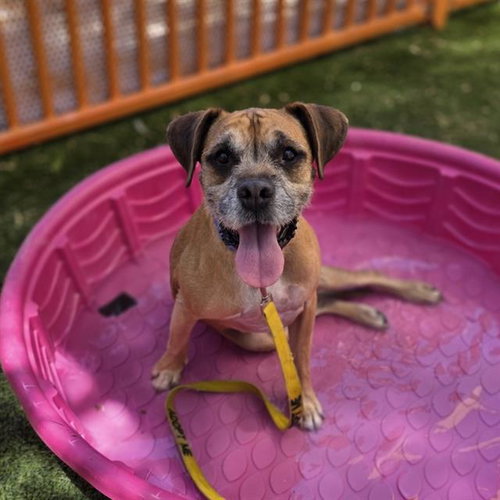 MAXWELL, an adoptable Terrier in Las Vegas, NV