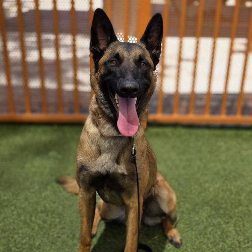 *LILIAN, an adoptable Belgian Shepherd Malinois in Las Vegas, NV
