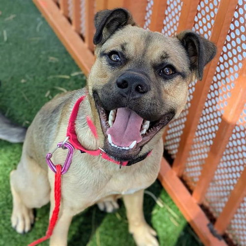 *BUCK, an adoptable German Shepherd Dog in Las Vegas, NV
