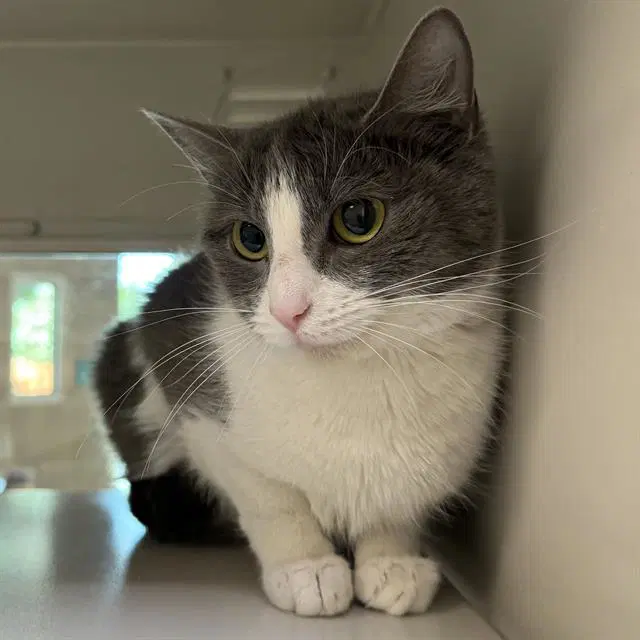 Peludo - Domestic Short Hair