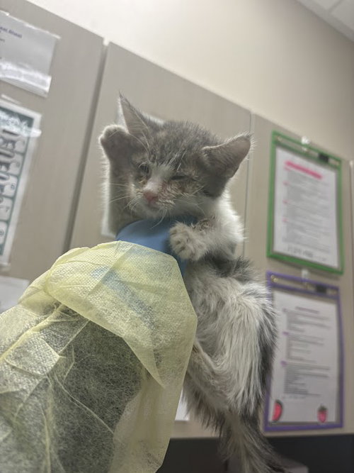 *SAINT, an adoptable Domestic Short Hair in Las Vegas, NV