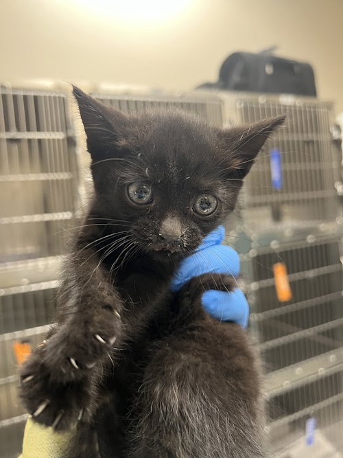 *ZELDA, an adoptable Domestic Short Hair in Las Vegas, NV