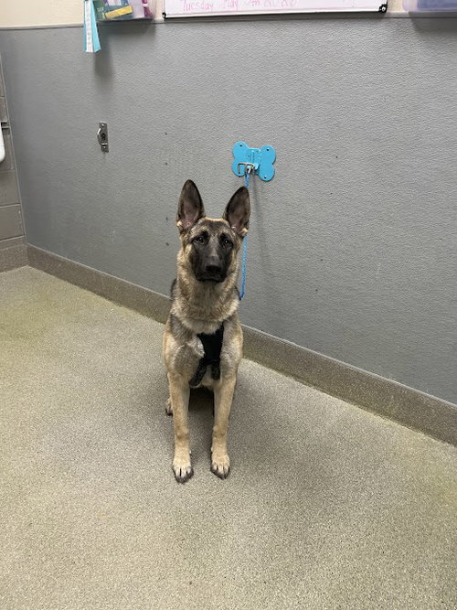 BABY, an adoptable German Shepherd Dog in Las Vegas, NV