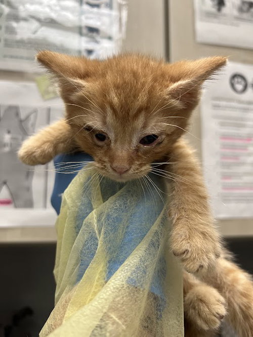 *HENRY, an adoptable Domestic Short Hair in Las Vegas, NV