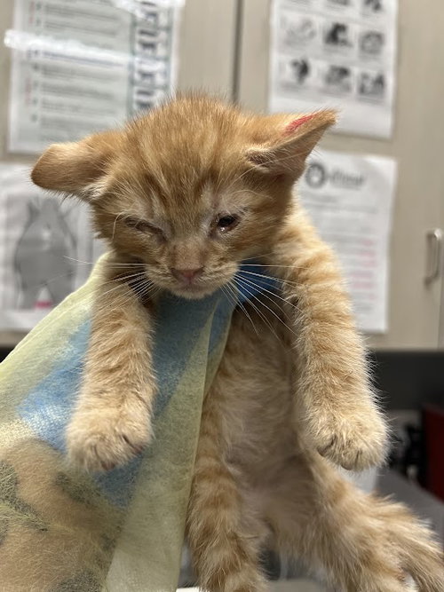 *HARRY, an adoptable Domestic Short Hair in Las Vegas, NV