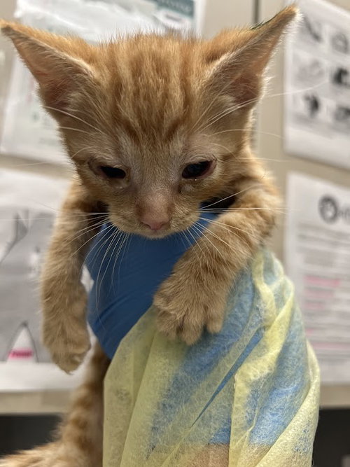 *HAROLD, an adoptable Domestic Short Hair in Las Vegas, NV