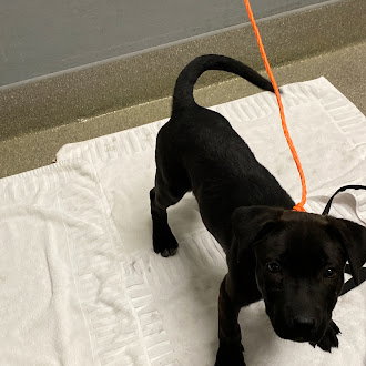 *NICO, an adoptable Labrador Retriever in Las Vegas, NV