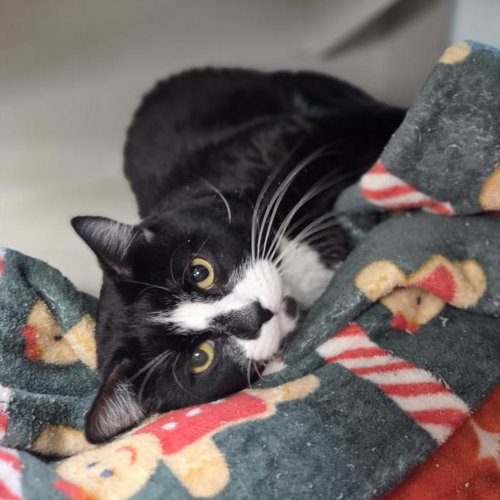 *TIGER WOODS, an adoptable Domestic Short Hair in Las Vegas, NV
